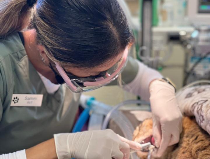 Redondo Beach Pet Dental Surgery Tooth Extractions for Cats & Dogs